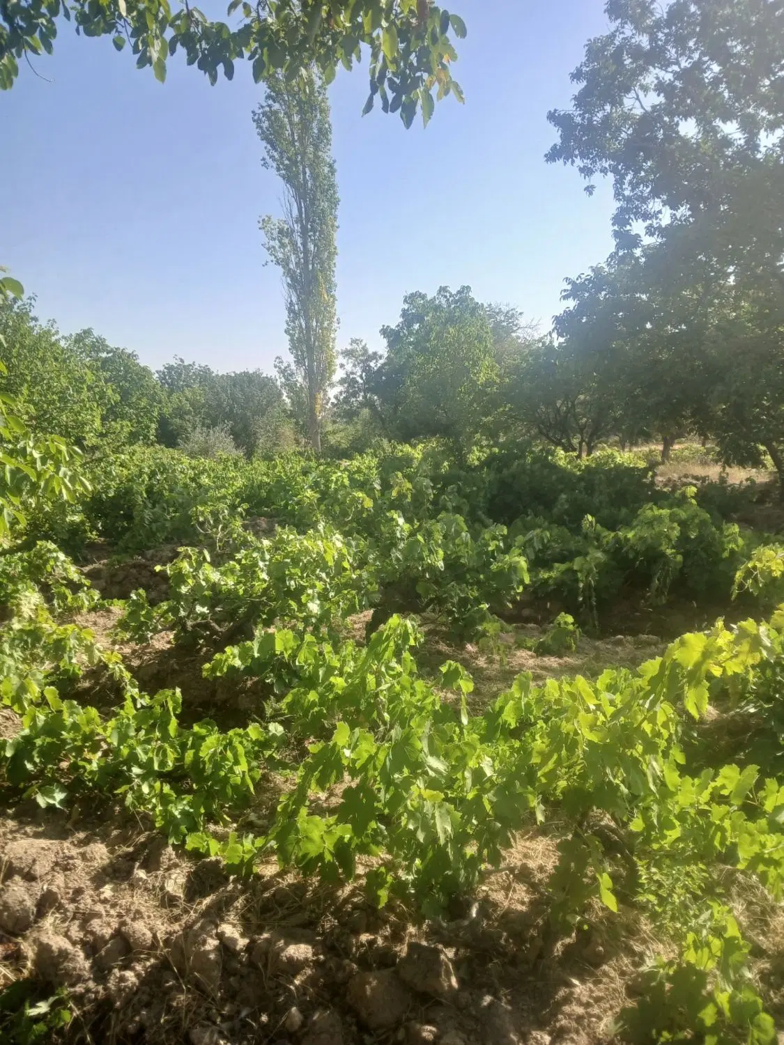 باغ انگور