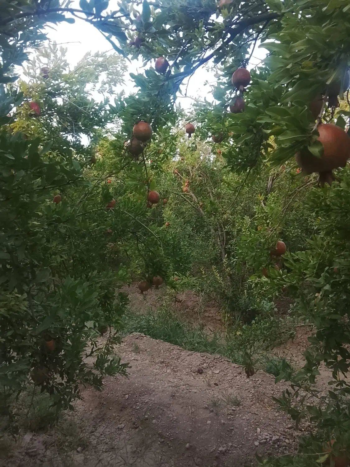 باغ فروشی ۱۳۰۰هزار سیصد متر