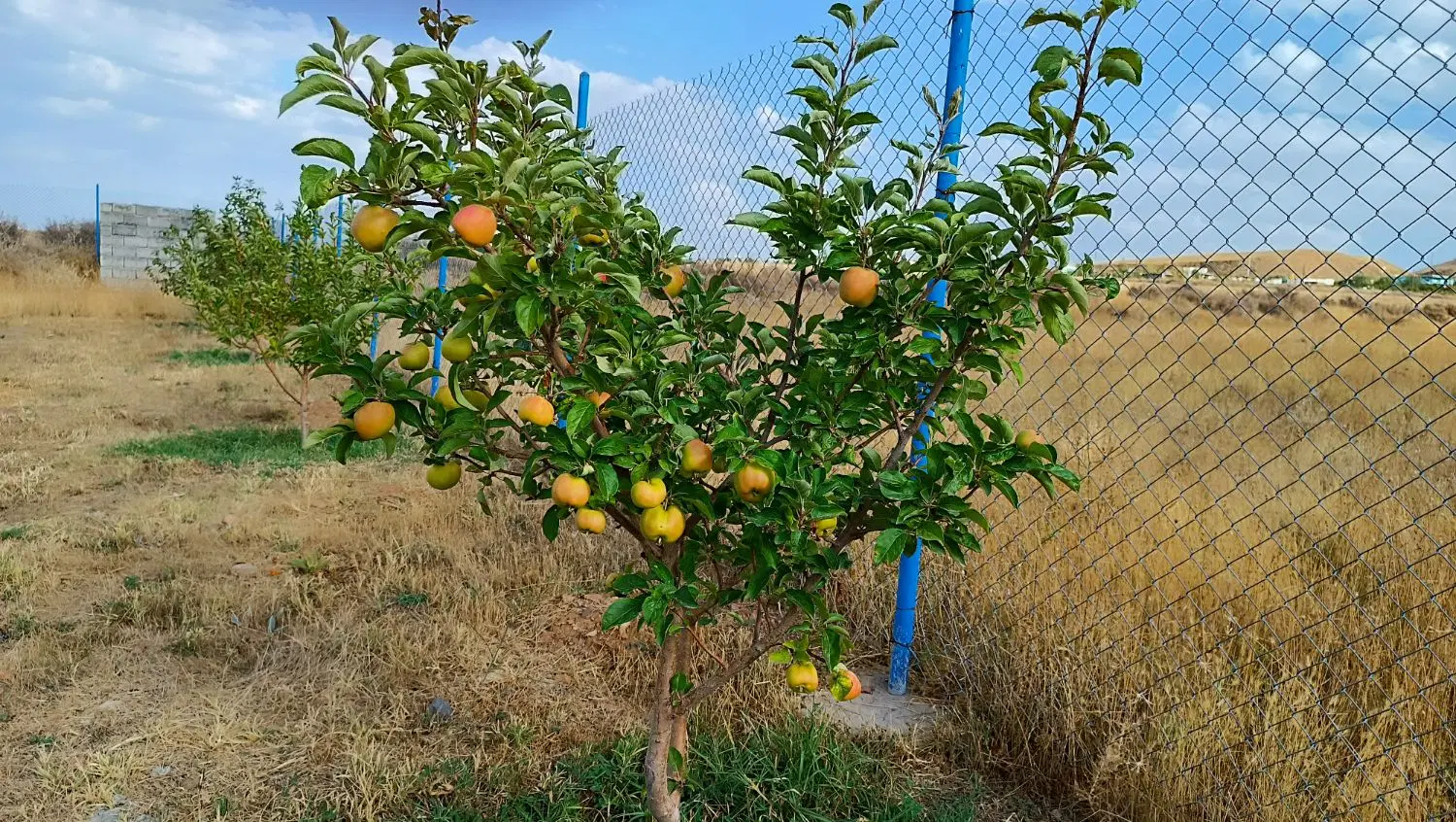 باغ در منطقه توریستی گردشگری روستای پیام(یام)