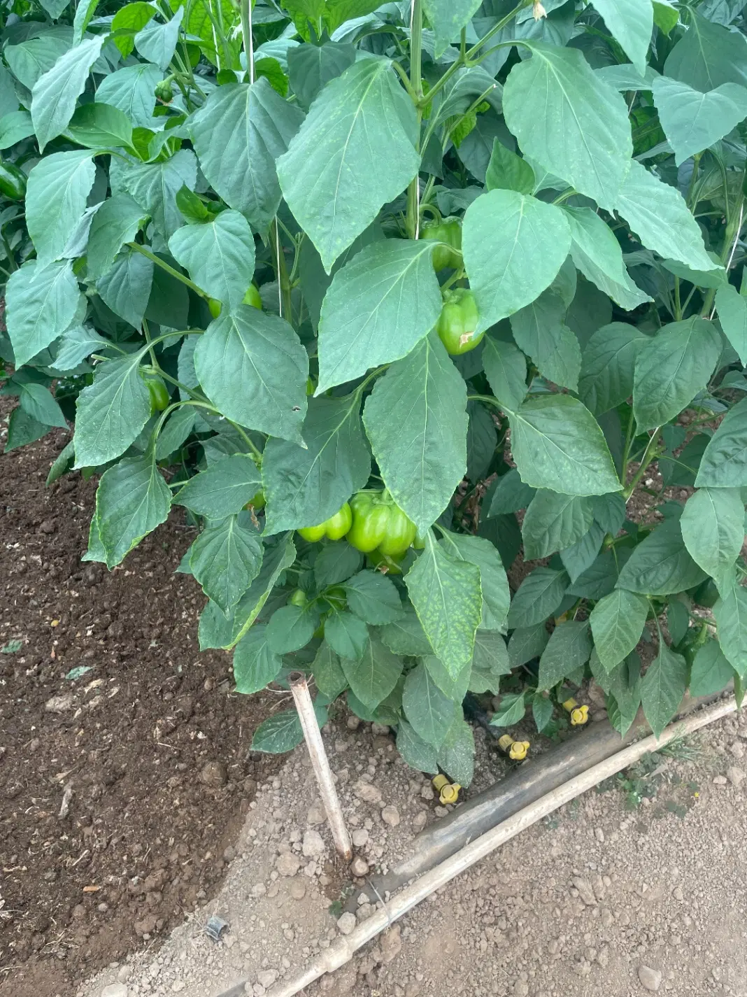 سورتینگ جهت اجاره