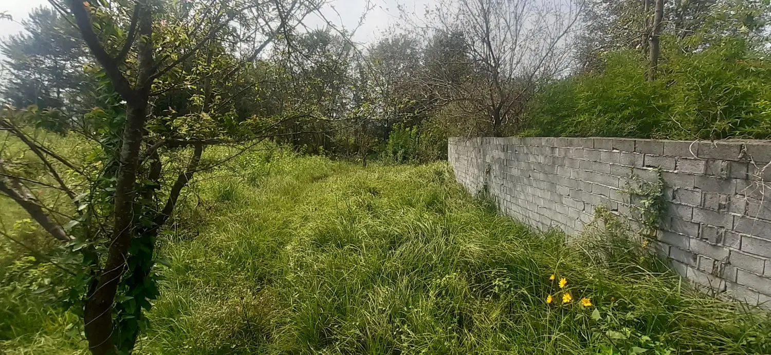 میانمحله گلرودبار ( باغی داخل طرح هادی ) ۱۰۵۰ متر
