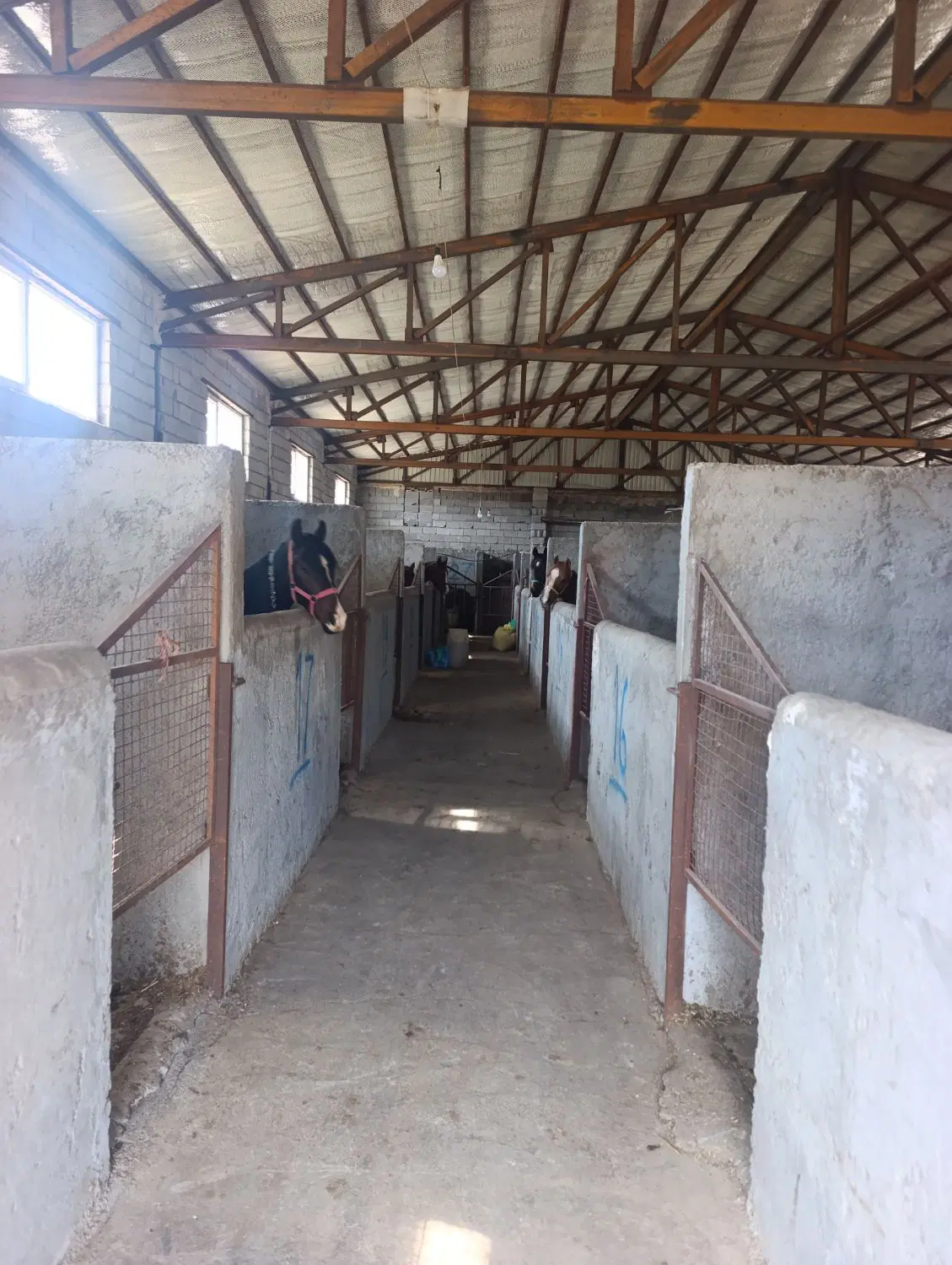 اجاره سوله باشگاه اسب سواری