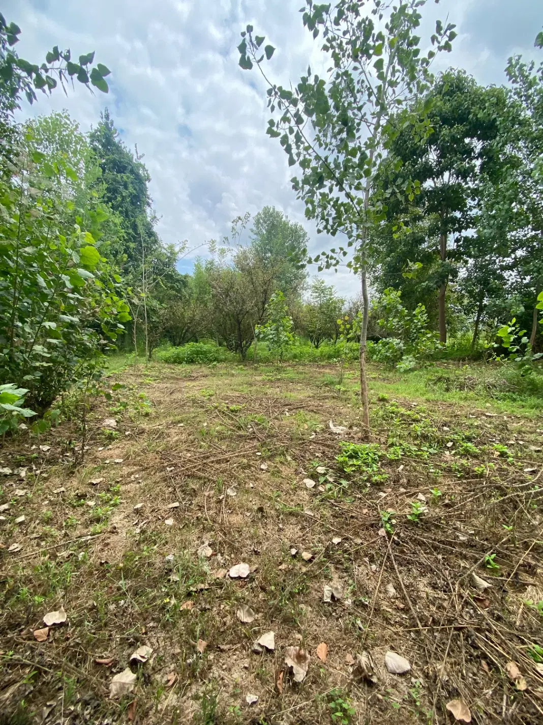 فروش زمین باغی در روستای تازه آباد آستانه اشرفیه