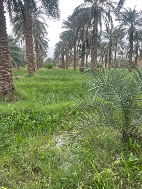 فروش باغ بزرگ نخل خرما در فهرج
