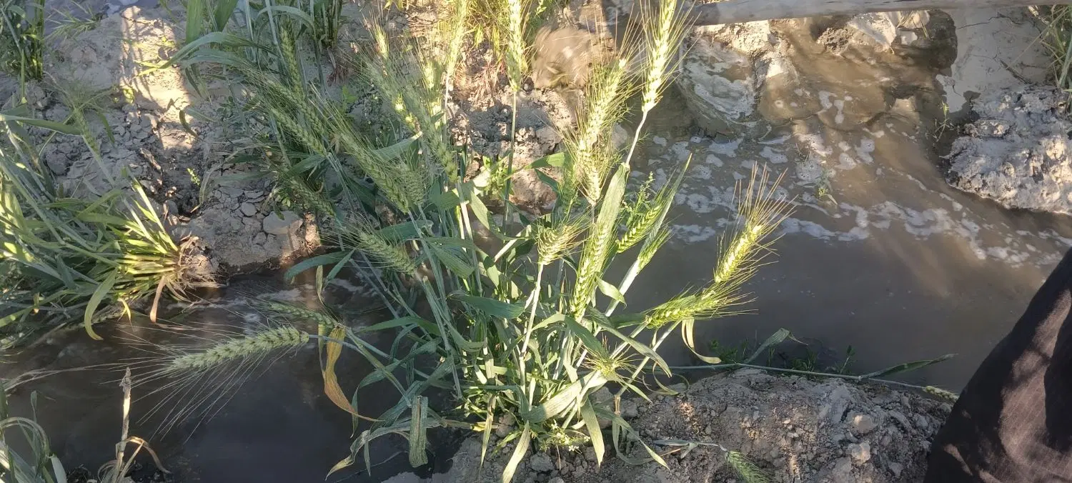 اجاره ۴ هکتار زمین کشاورزی دیم