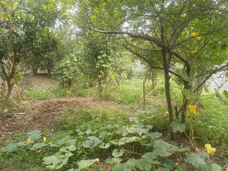 ۳۳۰متر سند دار مسکونی نزدیک رشت