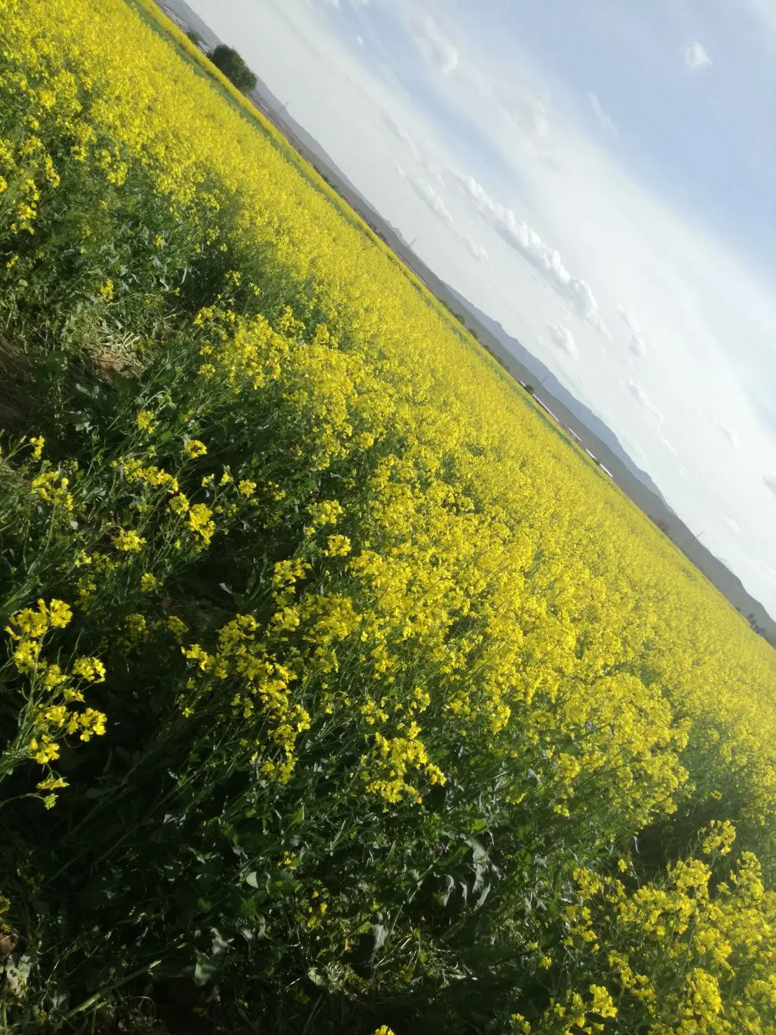 فروش زمین