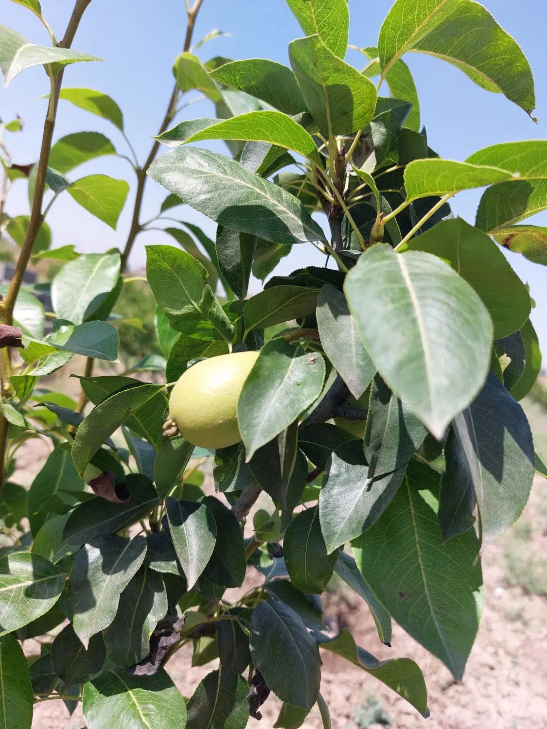 باغ انار ۱۰۰۰ متر مربع