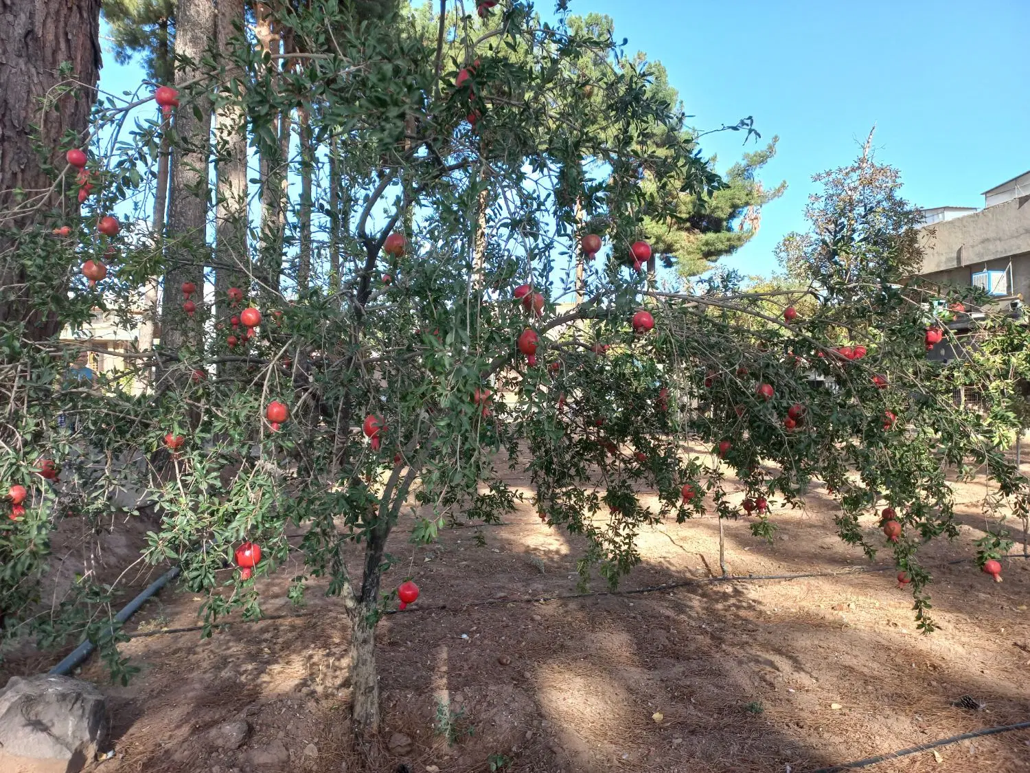 کلاته شیخ ابوالحسن