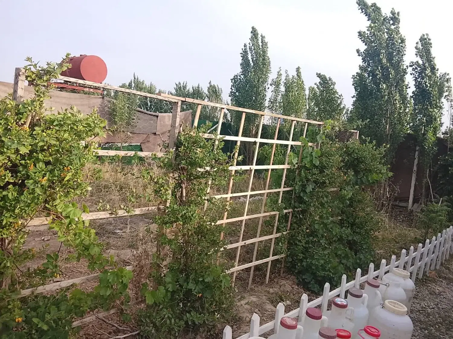 زمین ۲۵۰ متری _گلدسته