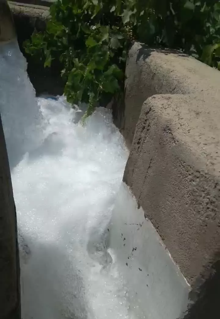باغ انگور نمازگاه*