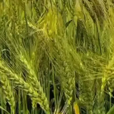 فروش زمین ۱۰۰ متری انتهای شکاره دو بعد فشار قوی