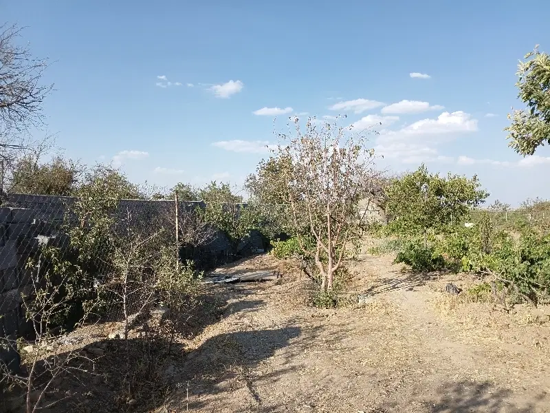باغ انگور مرزیجران ودرخت فقط متری ۶۵۰ بهترین فرصت