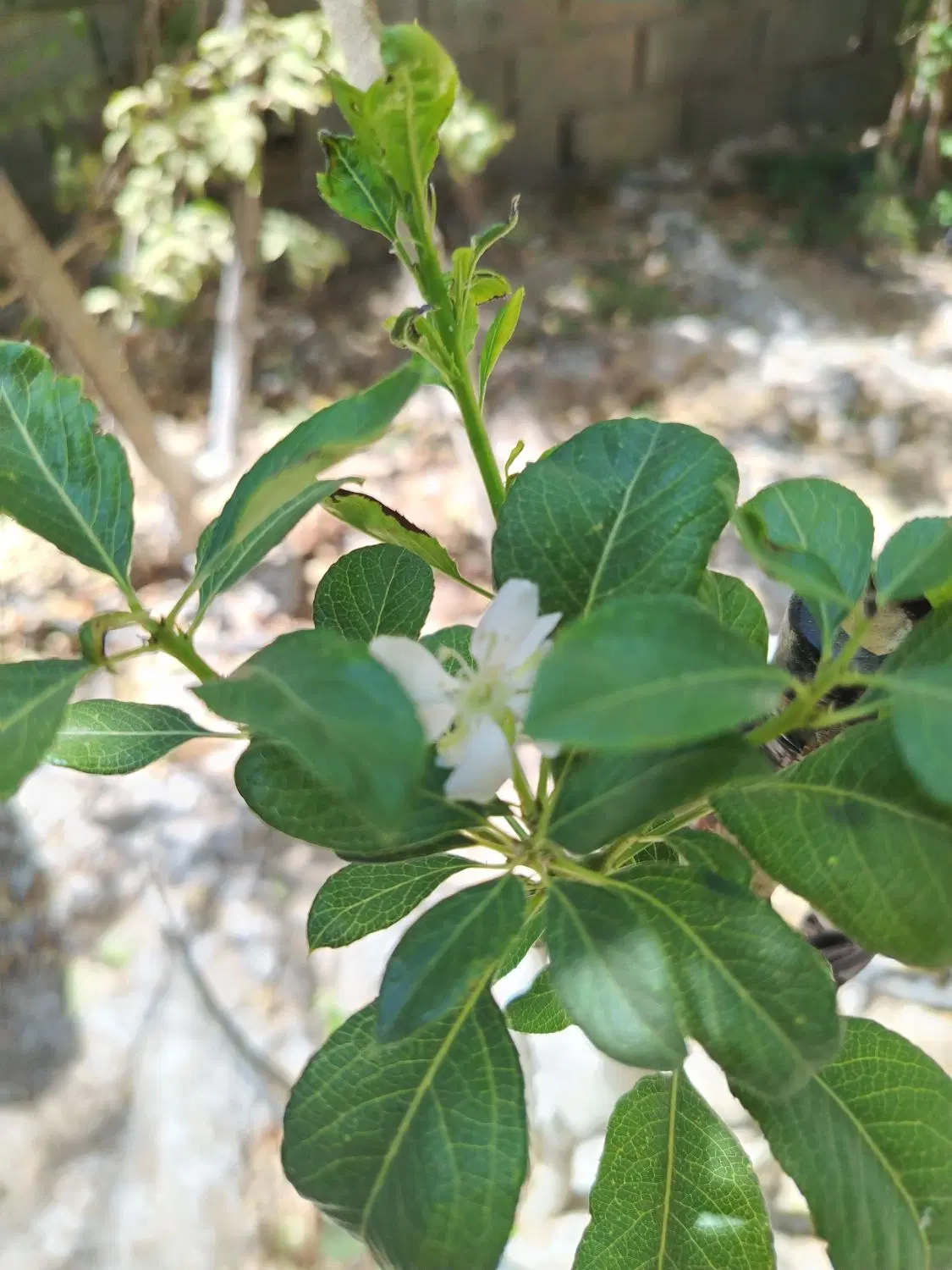 خونه مسکونی نبش امام حسین