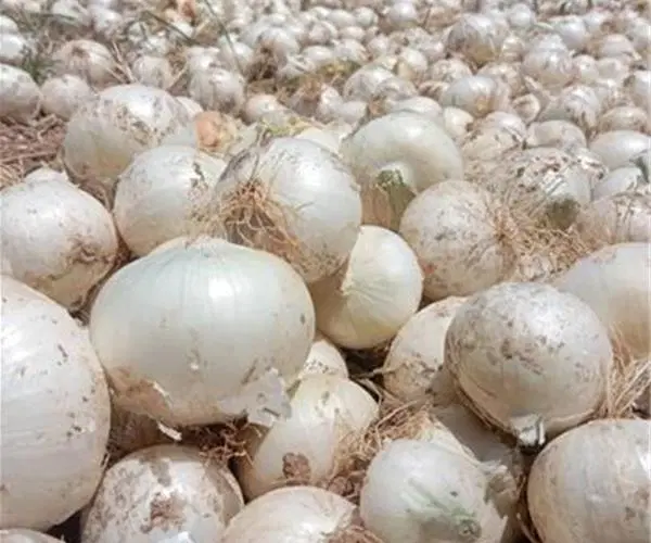 زمین کشاورزی برقی قطره ای برای اجاره موجود