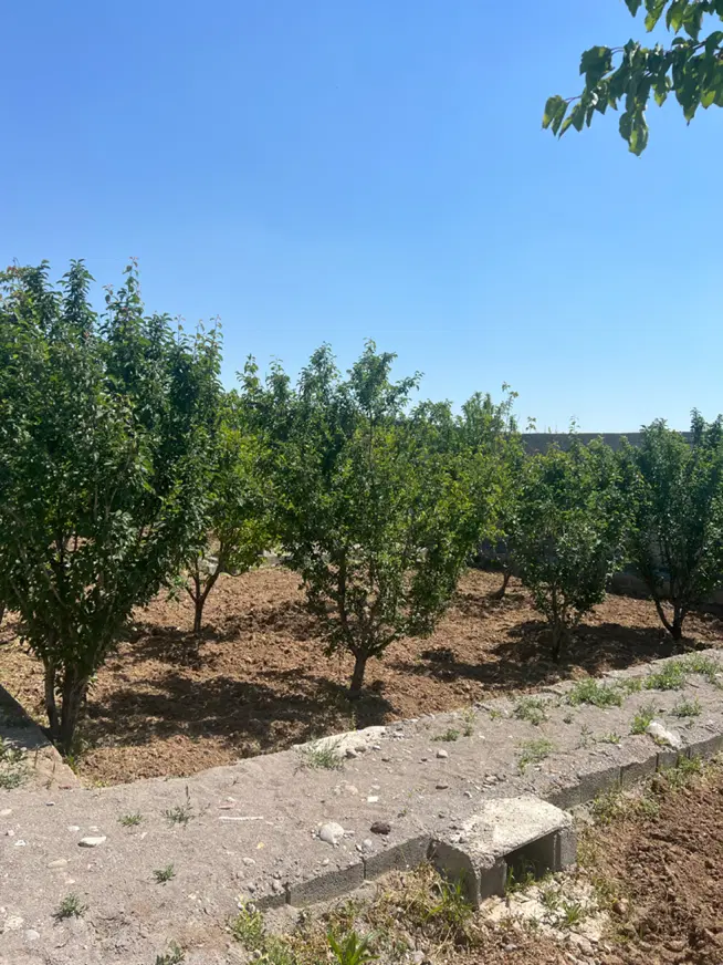 باغ با درختان بزرگ شیخ حسن