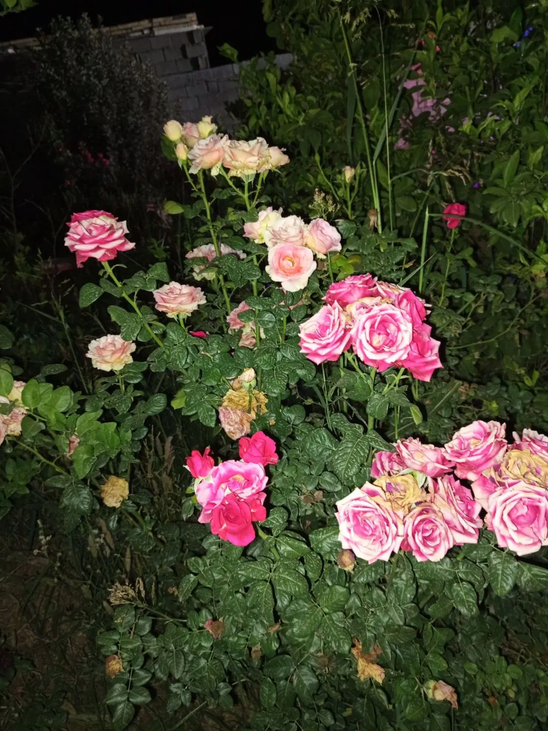 ویلا باغ رز پشت شهرک آزادی