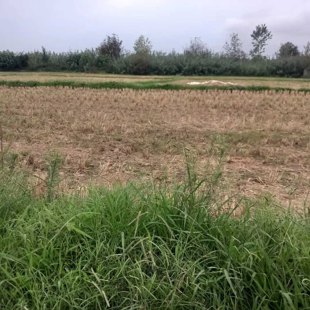 ۱۵۰۰مترزمین کشاورزی سنتی