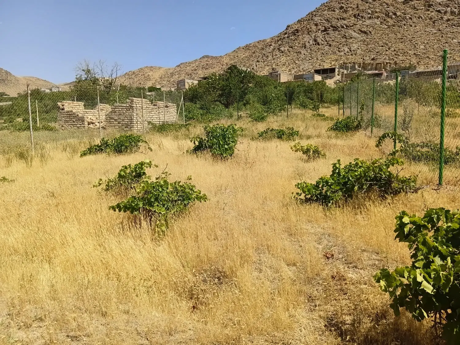 زمین در روستای پایین کوه