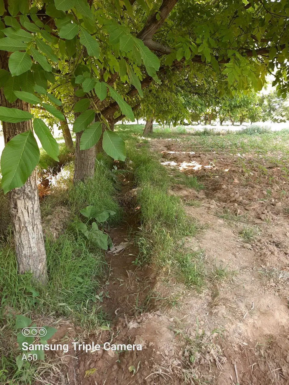 زمین کشاورزی