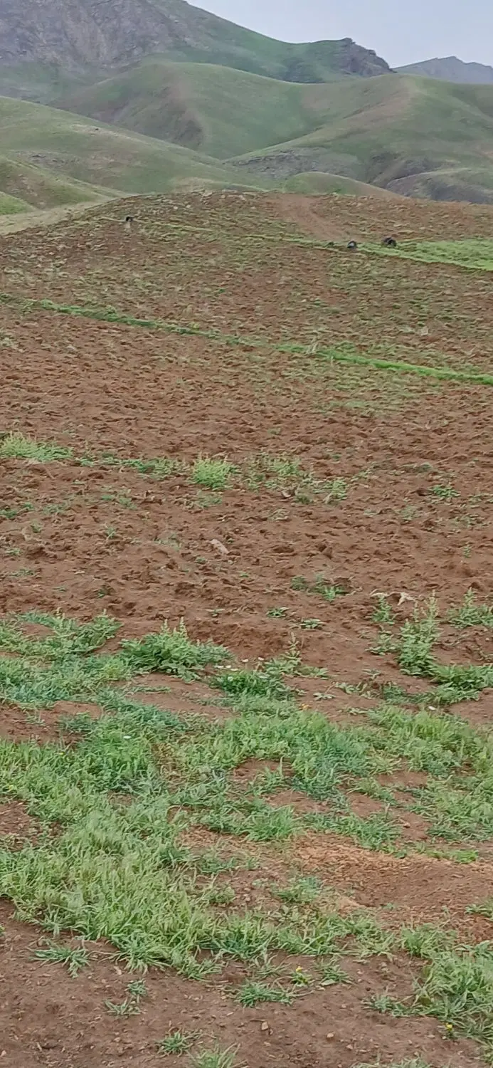 ۲۰۰۰ زمین ویلایی در شهرک ویلایی عبدل آباد