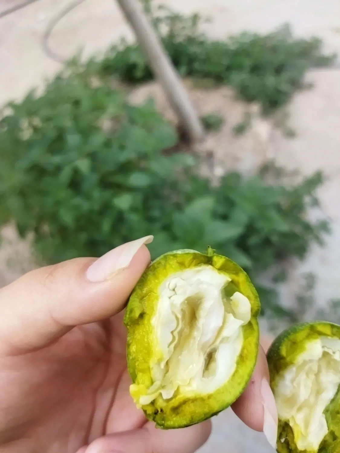 زمین کلنگی در روستای سرآسیاب 45کیلو متری چناران