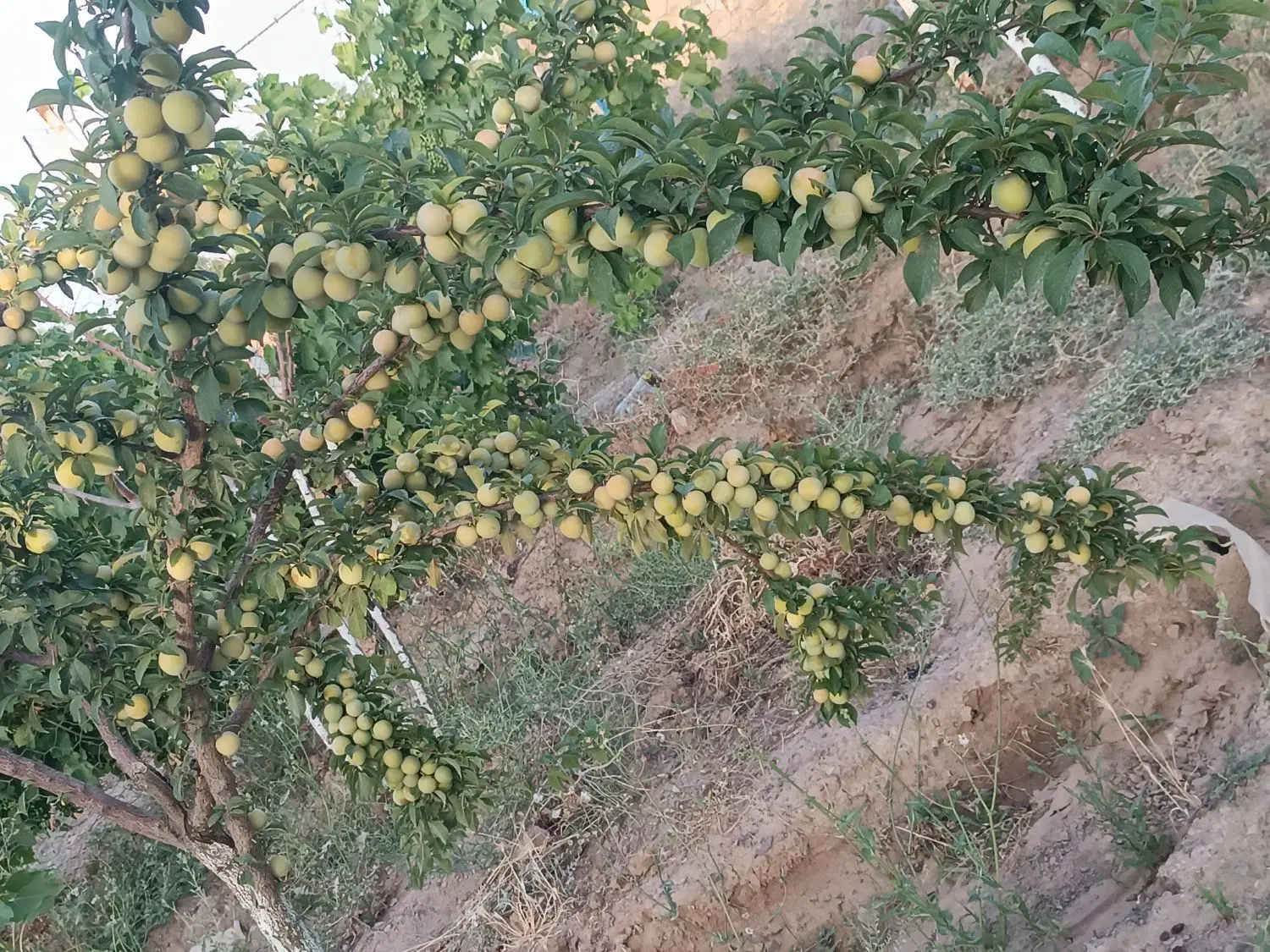 باغ