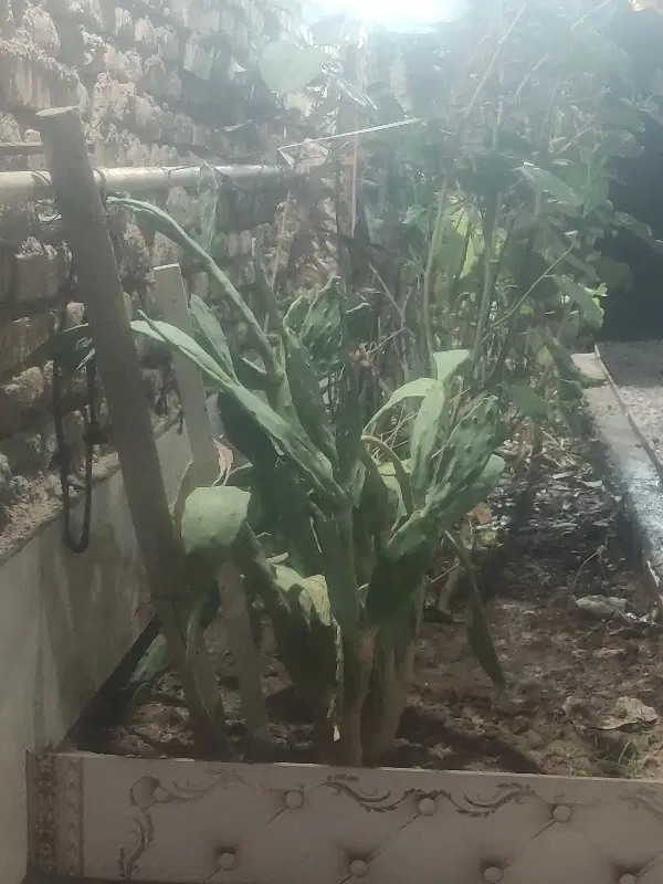 خانه ویلایی 200 متر