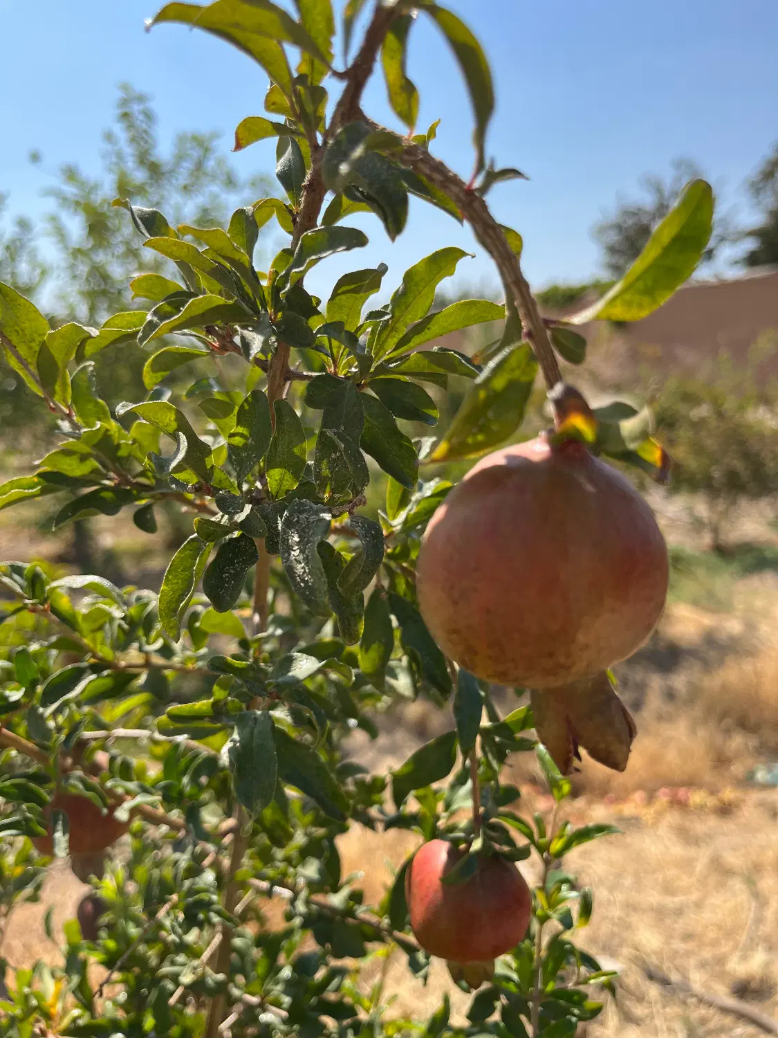 زمین کشاورزی آینده دار