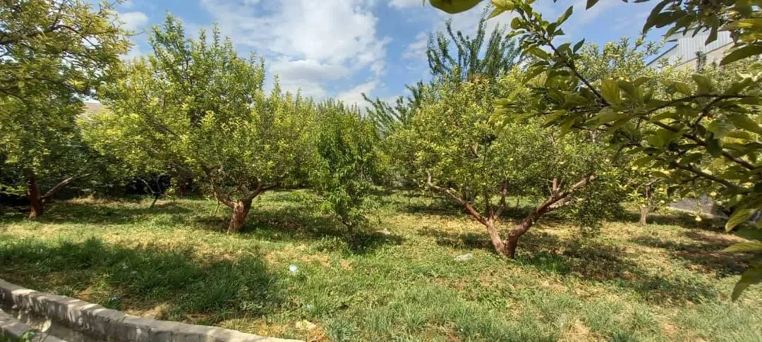 باغ و زمین