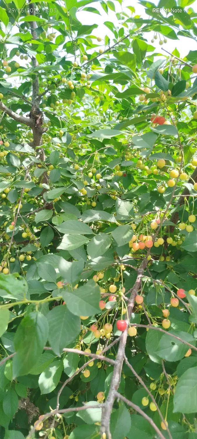 باغ زیبا و پر میوه