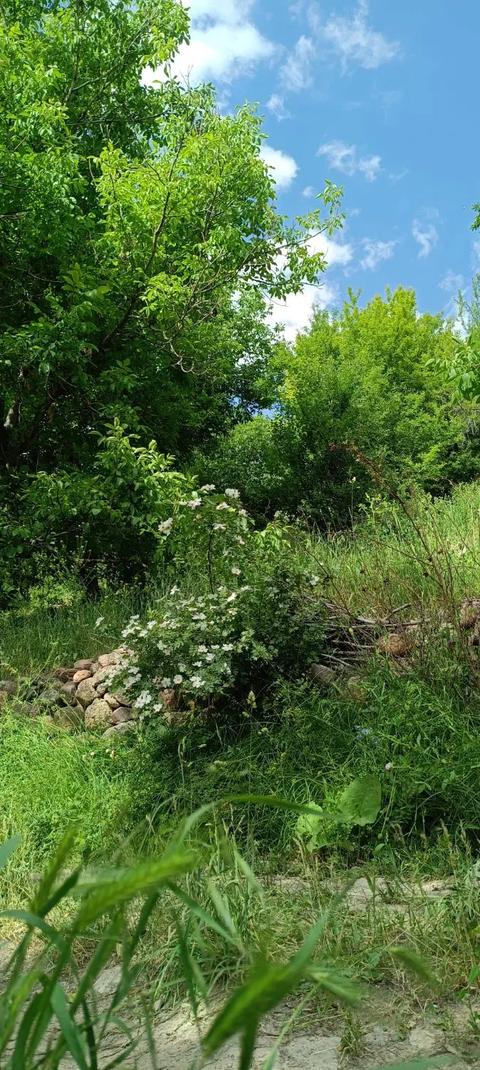 فروش باغ سیب و گردو در روستای کهلان مراغه