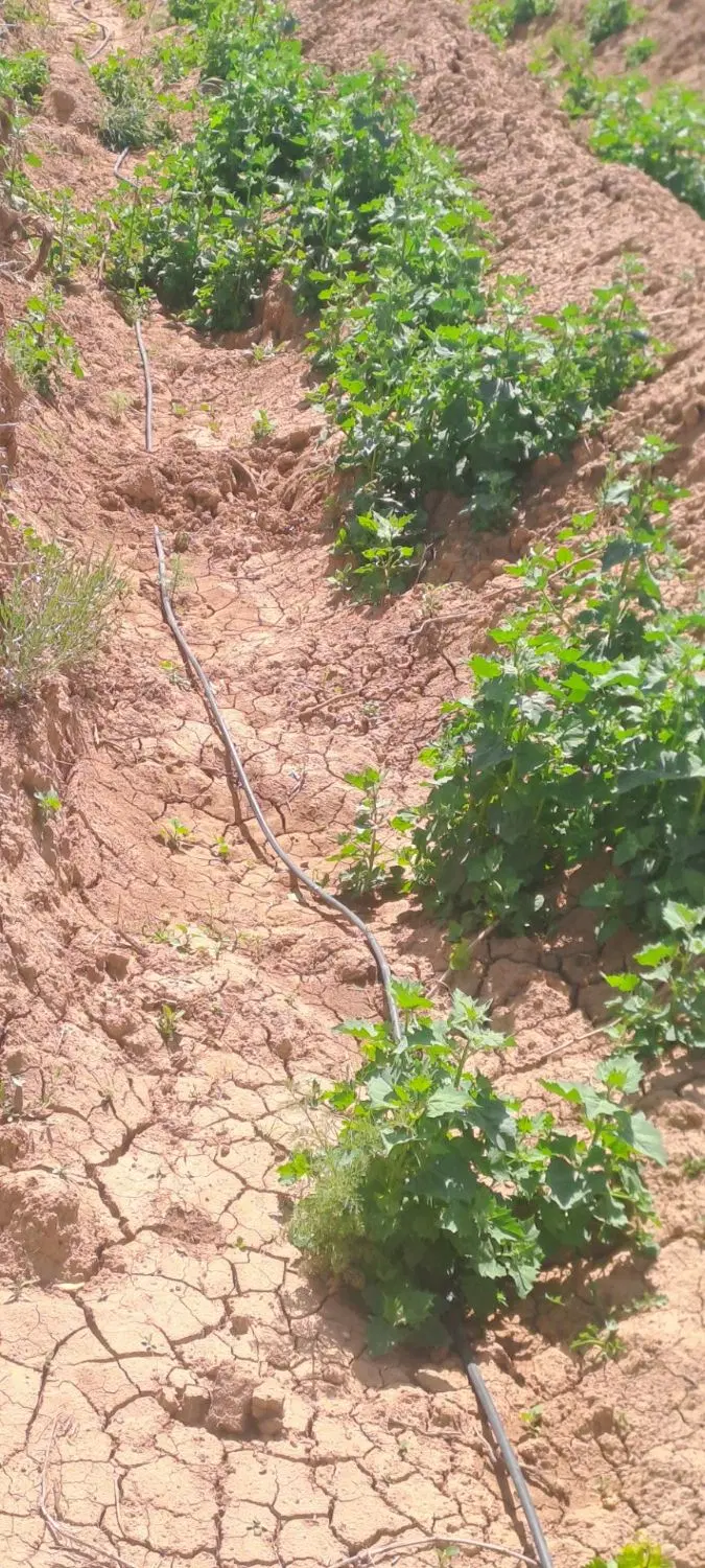 باغ انگور