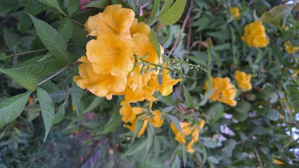 فروش باغچه