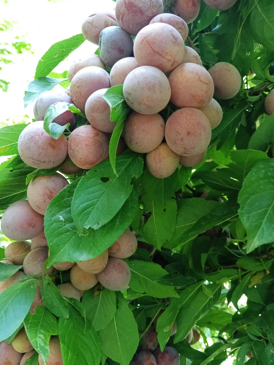 باغ میوه در روستای دهبار طرقبه