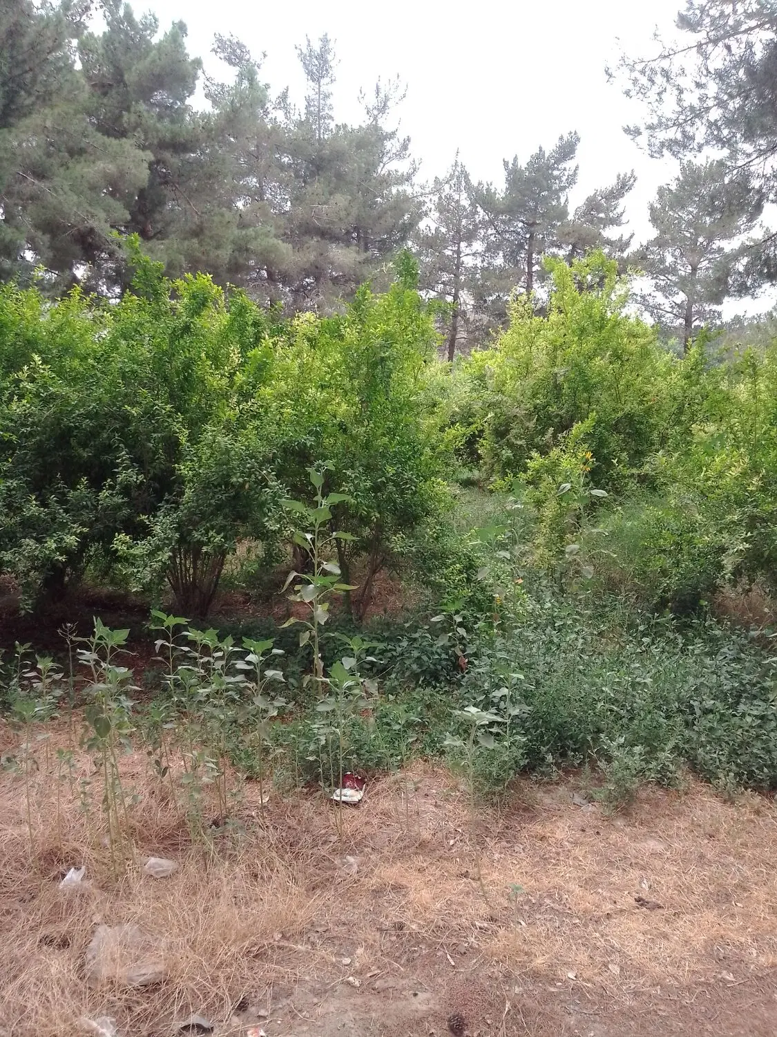 باغ اجاره ایی فروش آب قنات