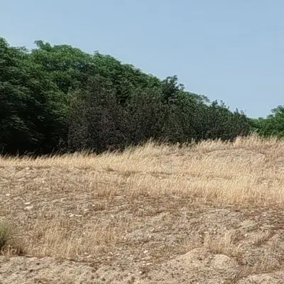 زمین مناسب برای باغ و ویلا