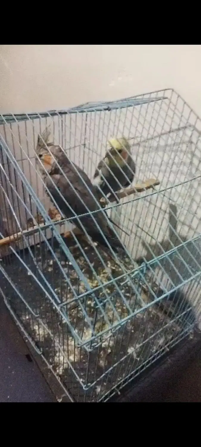 مغازه اجاره ای لوتان،
