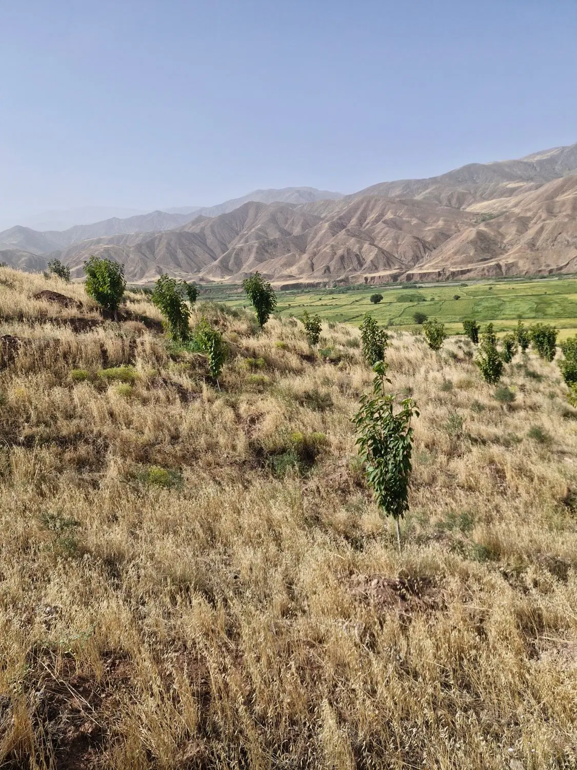 زمین برنج الموت غربی