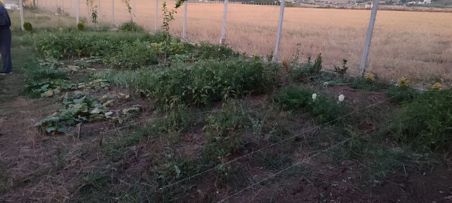 زمین شموشک با درخت