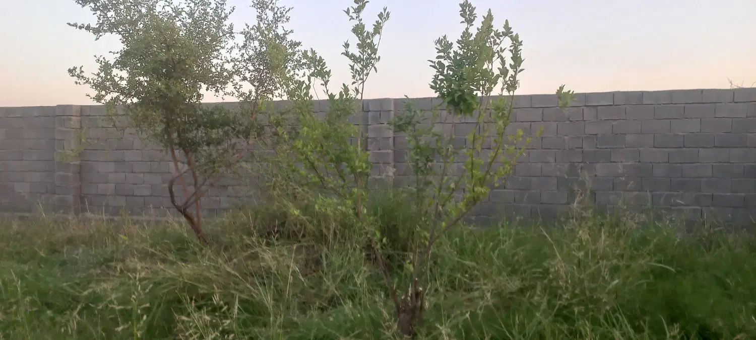 باغچه زیر مهرشهر