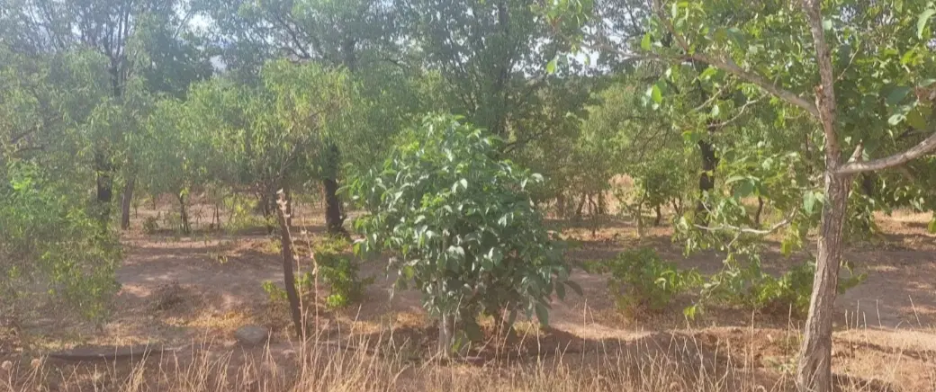باغ روستای داین
