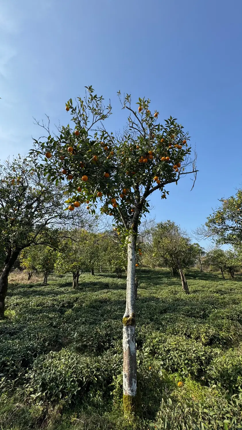 فروش زمین
