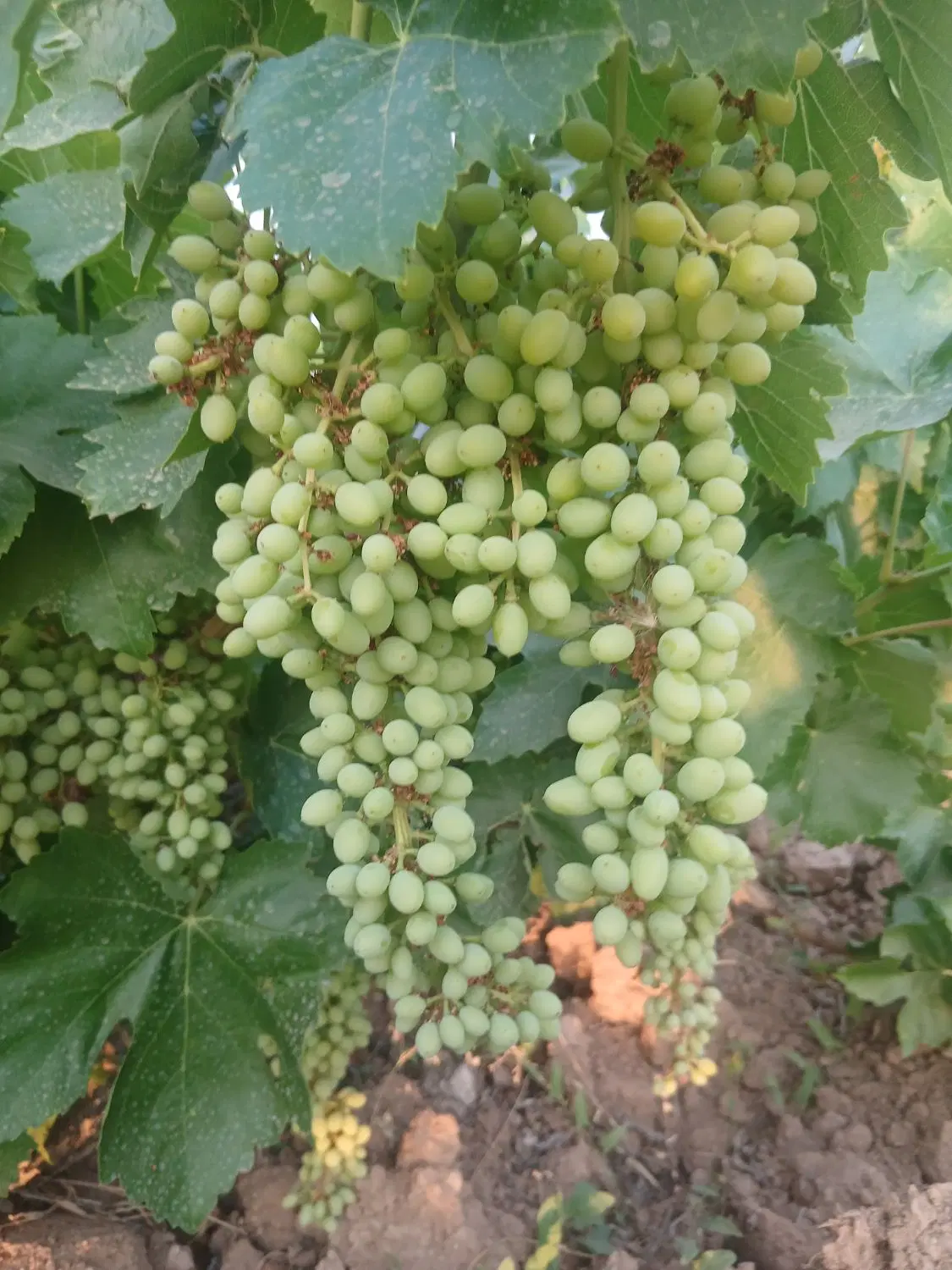 باغ انگور