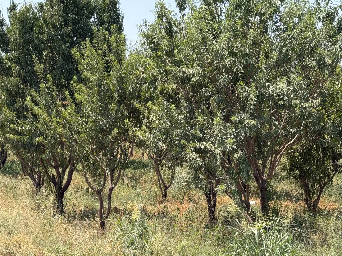 باغچه ۲۰۰۰ متری داخل شهرک ویلایی با بنای قدیمی