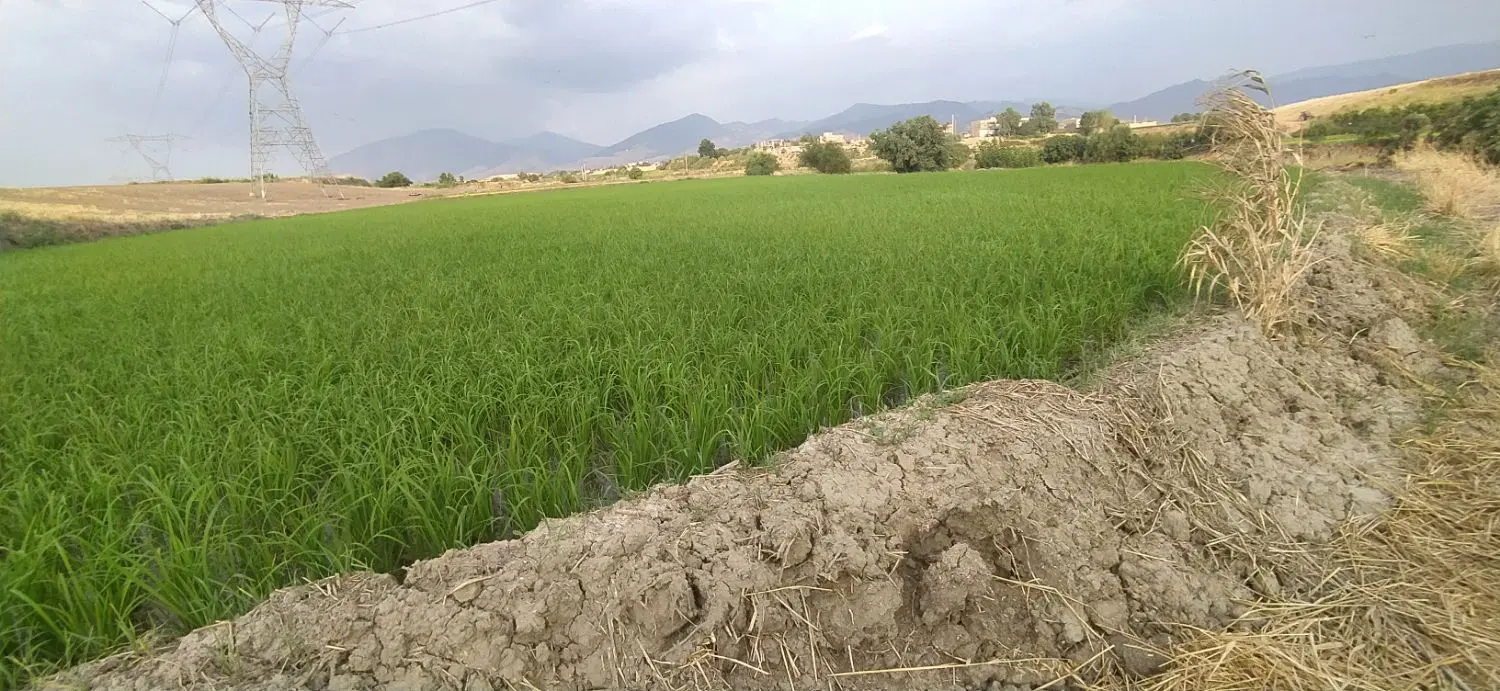 زمین کشاورزی