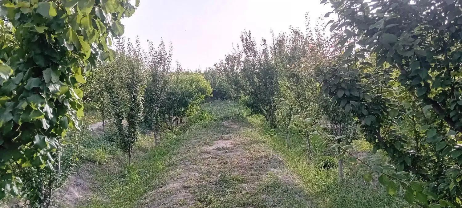 باغچه