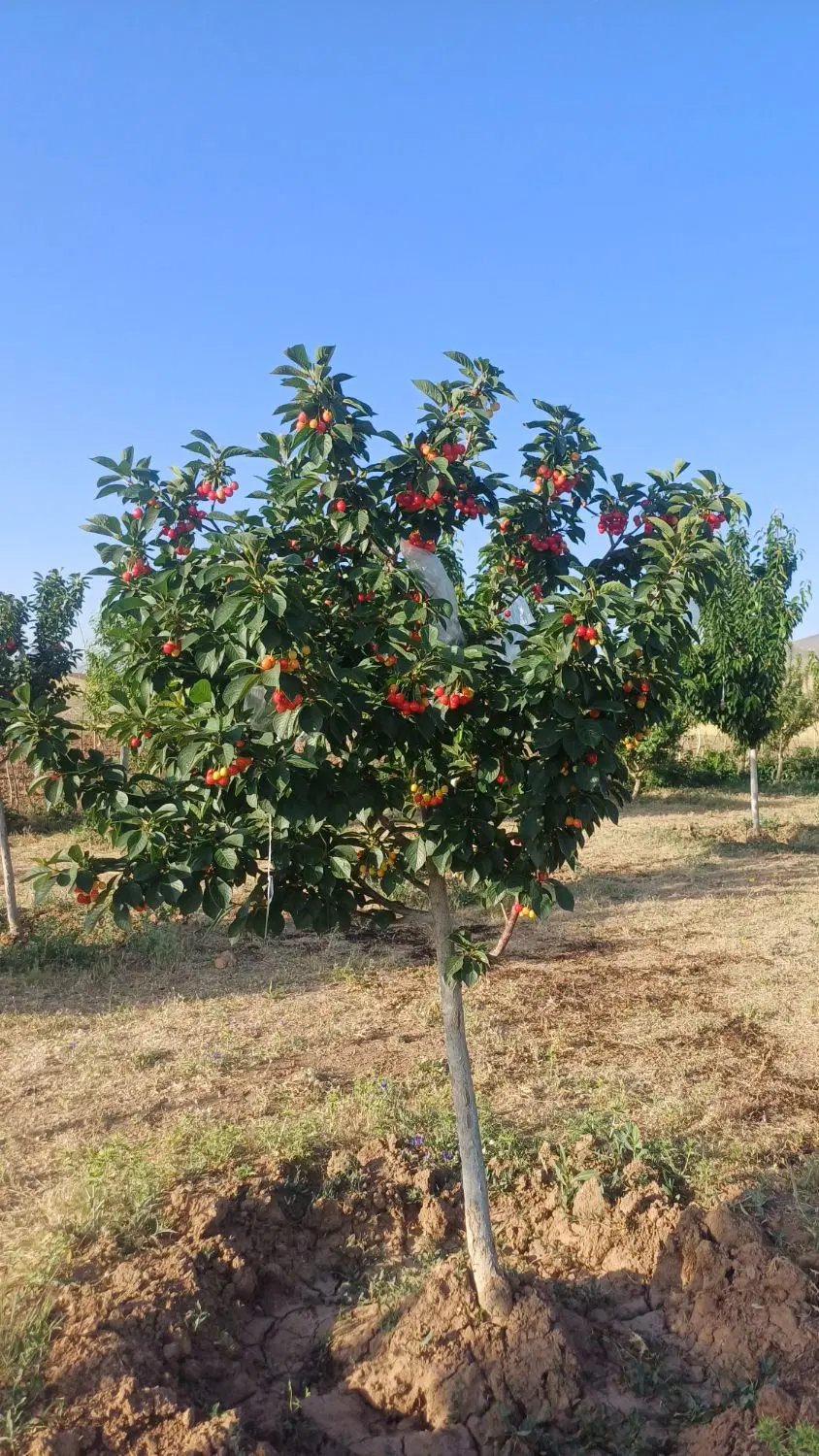 باغ میوه