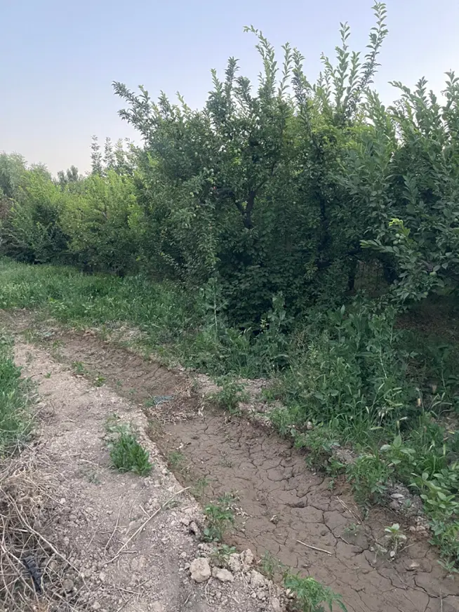 ۶۳۰ متر باغ شهرکی سهیلیه سنقرآباد