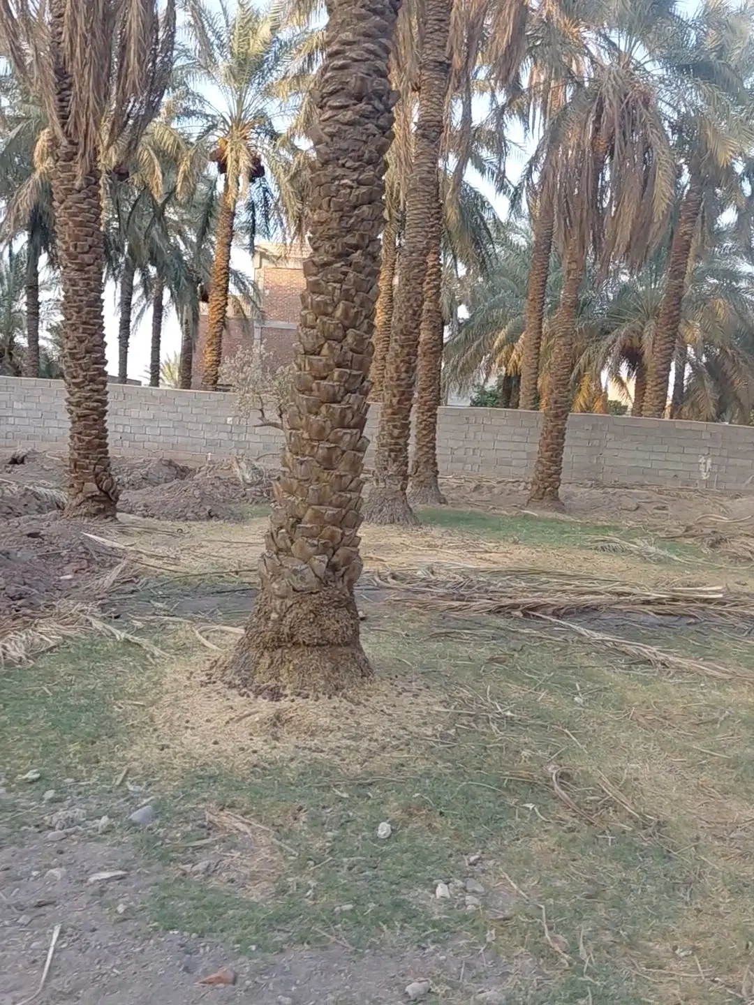 فروش زمین باغی آزادگان
